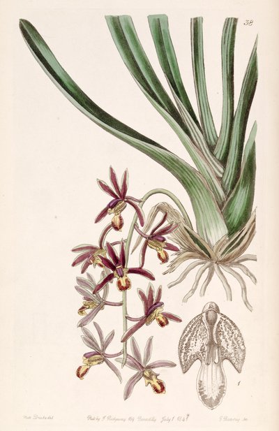 Cymbidium bicolor subsp. pubescens von Miss Drake